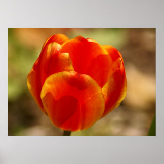 Poster Tulip Orange