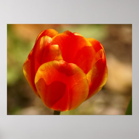 Poster Tulip Orange (Devant)