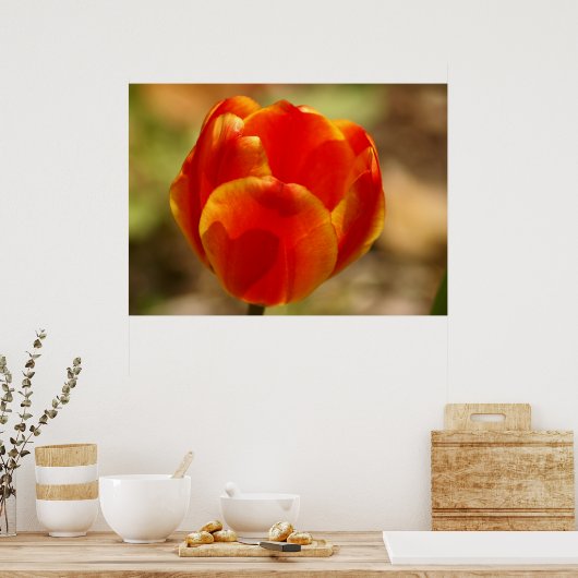 Poster Tulip Orange (Cuisine)