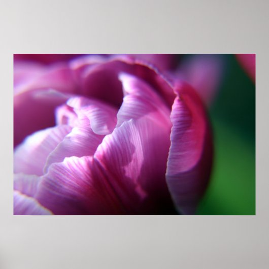 Poster Tulip Petals (Devant)