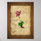 Poster Tulip (Semper Auguste) (Devant)