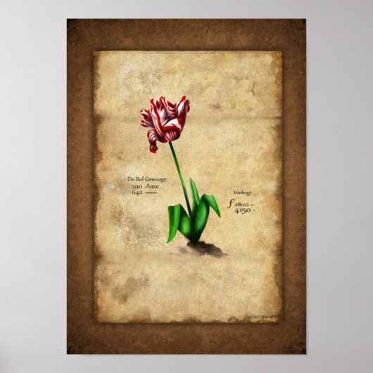 Poster Tulip (Semper Auguste) (Devant)