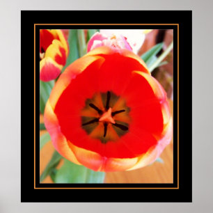 Poster TULIPA