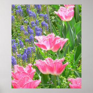 Poster, Tulipa 'Pink Fountain' Tulp en Hyacinten Poster