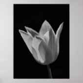 Poster Tulipe (Devant)