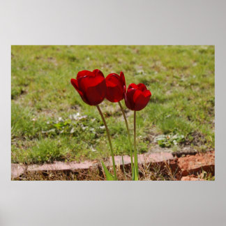 Poster tulipe99
