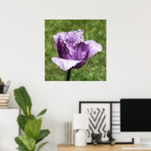 Poster Tulipe à franges pourpres (Bureau à domicile)