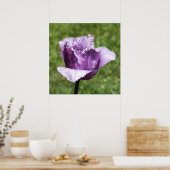 Poster Tulipe à franges pourpres (Cuisine)