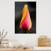 Poster Tulipe avec gouttelettes d'eau 2 (Cuisine)