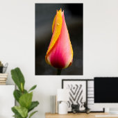Poster Tulipe avec gouttelettes d'eau 2 (Bureau à domicile)