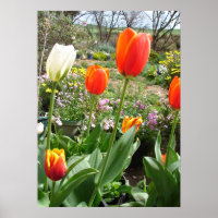 Tulipe blanche rouge Tulipe printemps Nature Poste