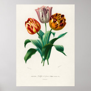 Poster Tulipe de Didier (Tulipa gesneriana)