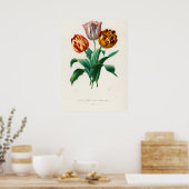 Poster Tulipe de Didier (Tulipa gesneriana) (Cuisine)
