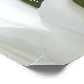 Poster Tulipe de la Paix (Coin)