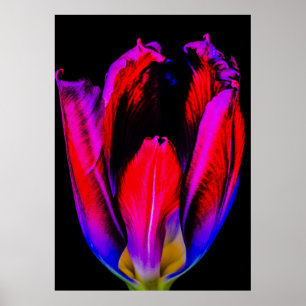 Poster Tulipe de Neon Glow