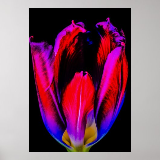 Poster Tulipe de Neon Glow (Devant)