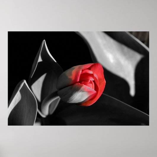 Poster Tulipe de nouveau-né rouge (Devant)