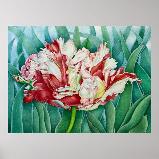 Poster Tulipe de perroquet (Devant)