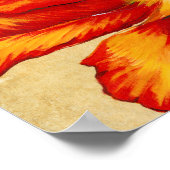 Poster Tulipe de perroquet II (Coin)