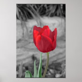 Poster Tulipe de printemps (Devant)