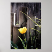 Poster Tulipe jaune (Devant)