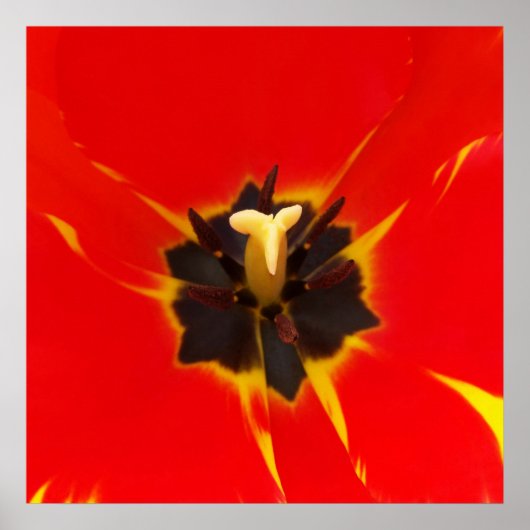 Poster tulipe jaune rouge (Devant)