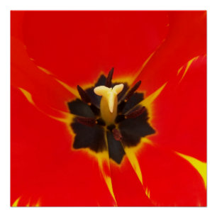 Poster tulipe jaune rouge