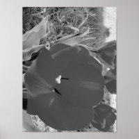 Tulipe noire et blanche