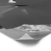 Poster Tulipe noire et blanche (Coin)