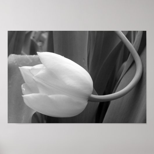 Poster Tulipe noire et blanche (Devant)