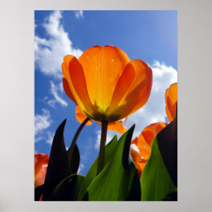Poster Tulipe orange, Ciel bleu