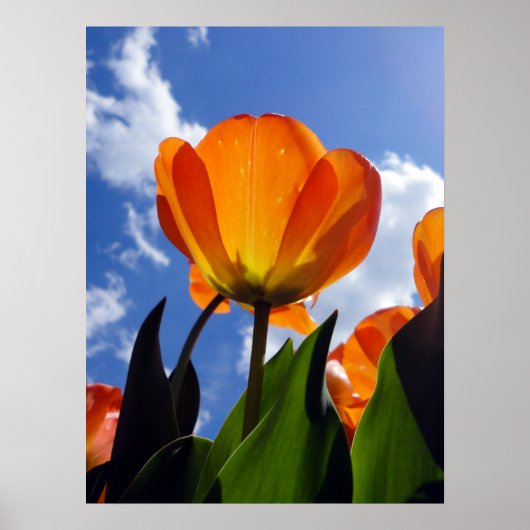 Poster Tulipe orange, Ciel bleu (Devant)