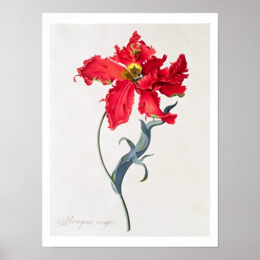Poster Tulipe : Perroquet Rouge (Devant)