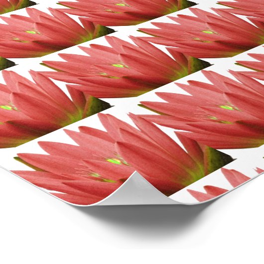 Poster Tulipe rose (Coin)