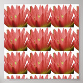 Poster Tulipe rose (Devant)