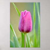Poster Tulipe rose (Devant)