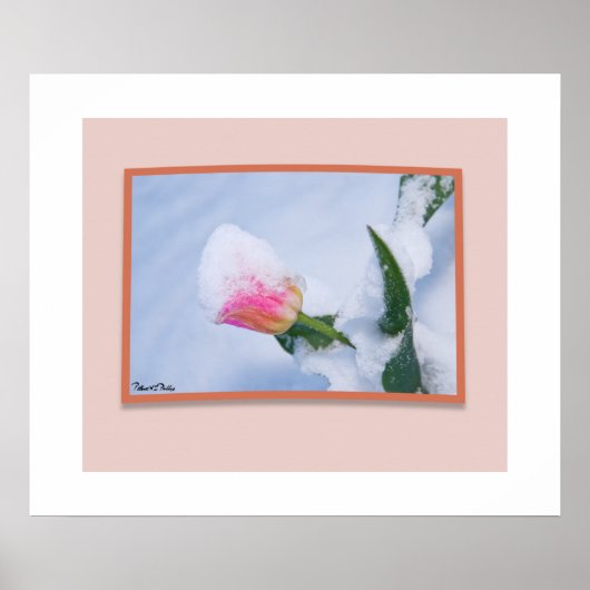 Poster Tulipe rose couverte de neige (Devant)