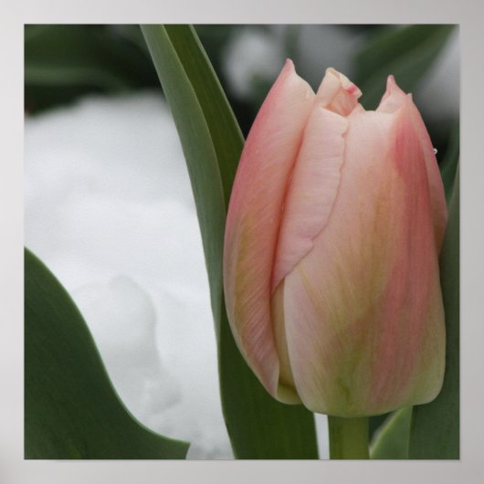 Poster Tulipe rose en neige (Devant)