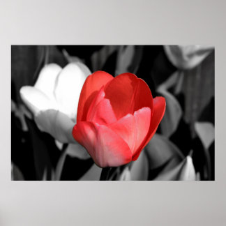 Poster Tulipe rouge