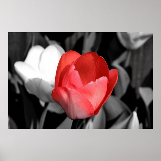 Poster Tulipe rouge (Devant)
