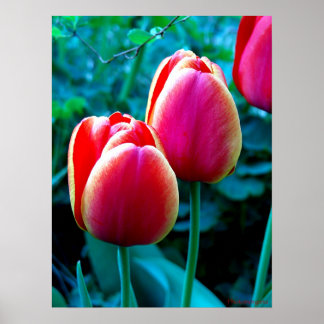 Poster Tulipe rouge