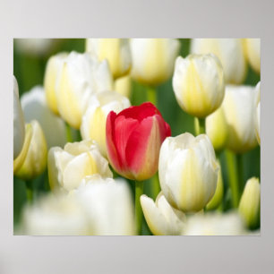 Poster Tulipe rouge dans un domaine des tulipes blanches