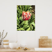 Poster Tulipe rouge et blanche (Cuisine)