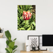 Poster Tulipe rouge et blanche (Bureau à domicile)