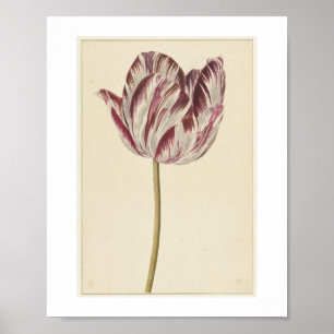 Poster Tulipe rouge et blanche (1700 - 1800) par anonyme