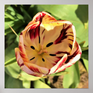 Poster Tulipe rouge et blanche à l'intérieur
