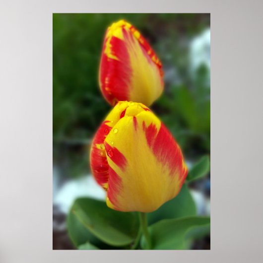 Poster tulipe rouge jaune (Devant)