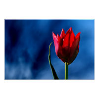 Tulipe rouge vif sur arrière - plan bleu foncé