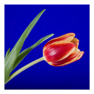 Poster Tulipe sur arrière - plan bleu