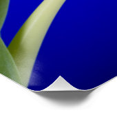 Poster Tulipe sur arrière - plan bleu (Coin)